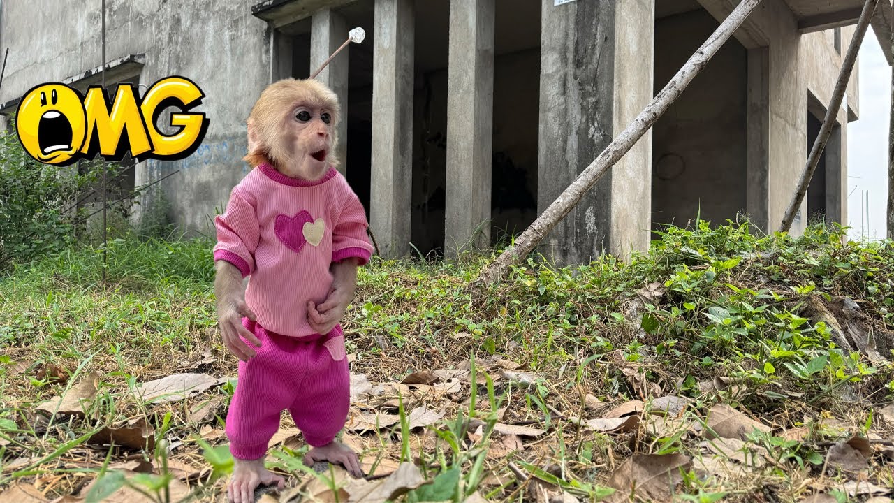 Curiously entering the abandoned house, Lucky discovered something no one dared to believe!