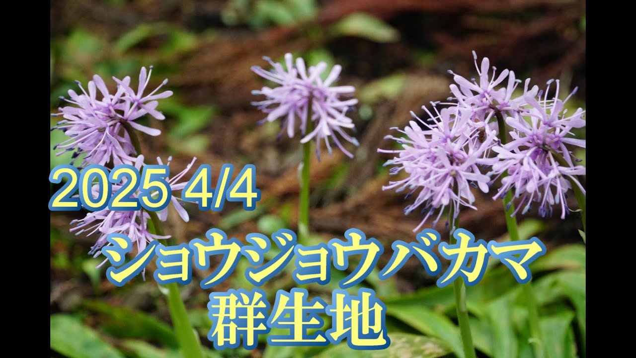2025 ショウジョウバカマ群生地