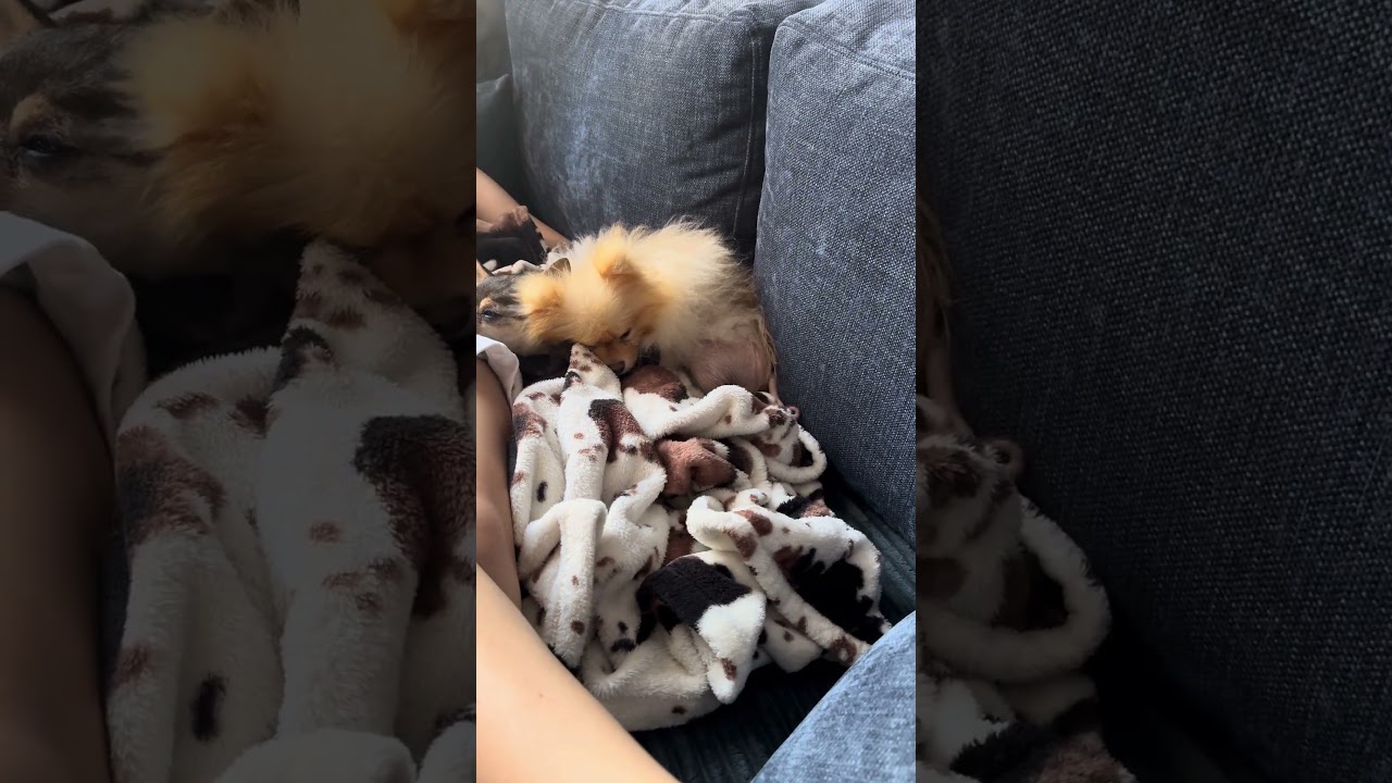 Облепиха #dog #собака #perchik #шпиц #pomeranian #перчик #lovepets #pets #shpitz #doglife #love