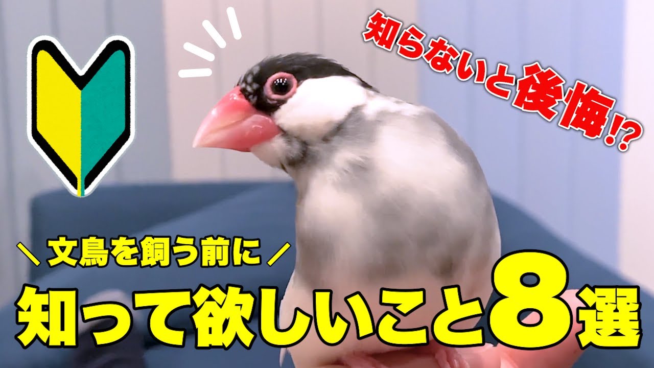 【文鳥をお迎えする人へ】絶対に知っておくべき8つのこと