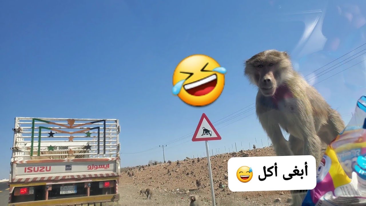 هجوم القرود 🐒 على سيارتي وعلى أحد الشاحنات في الطريق بين مكة والمدينة