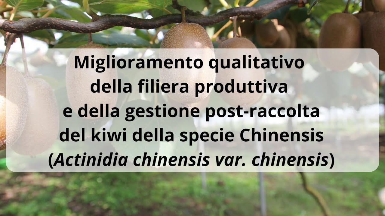 Kiwi,  miglioramento qualitativo della filiera e del post-raccolta