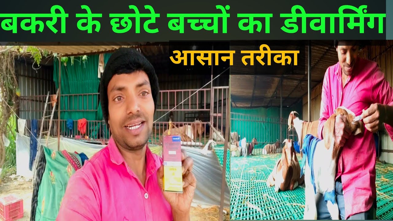 बकरी के बच्चे के पेट के कीड़ों को मारने का सही तरीका देखे ! Bakri ke bacche ki dewarming kese Kare