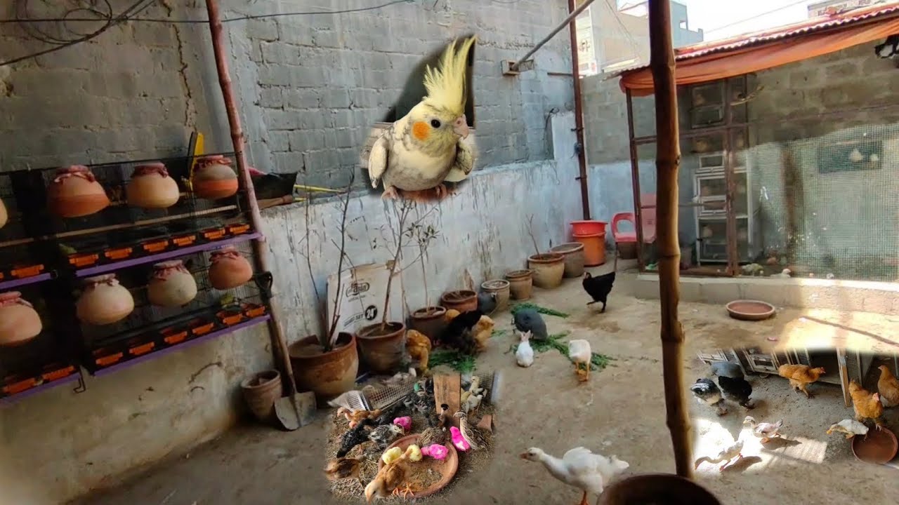 My Birds Aviary ❤️ Diamond Doves, Buff Chickens, Ducklings | Pets Vlog | Mini Zoo By Jenny