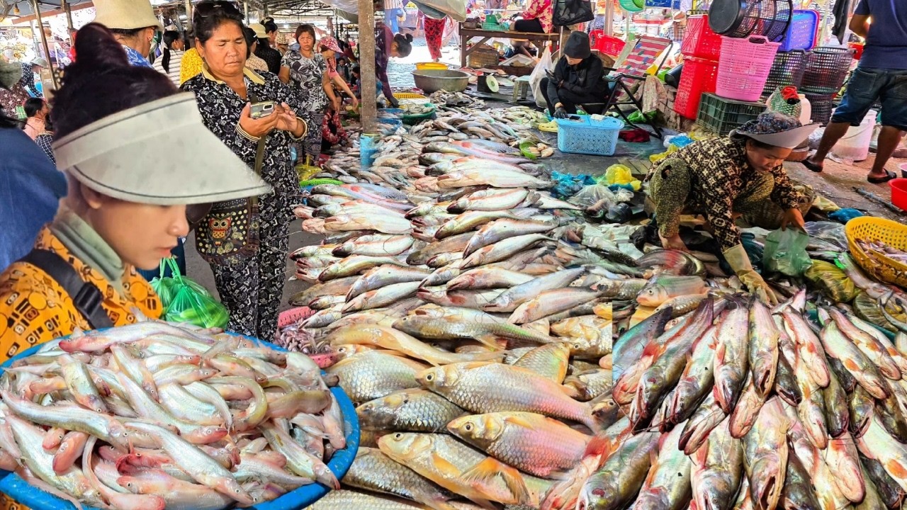 កុំភ្លេចចូលមើលបងប្អូនផ្សារពន្លៃថ្ងៃនេះសម្បូរត្រីធំៗ... || TAT SOKKΕΑ - ΚΗ [Ep. 1167]