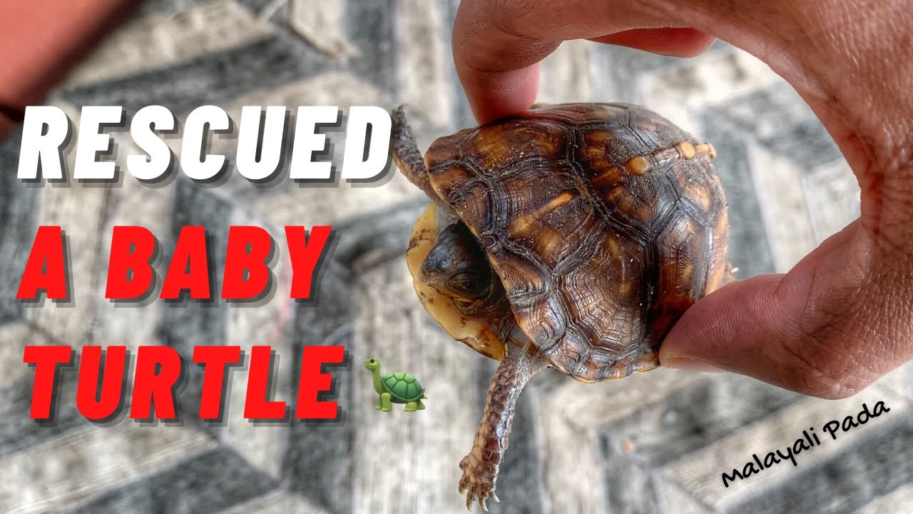 Rescued a baby Turtle 🐢😍 | Malayalam Vlog | Malayali Pada [4K]