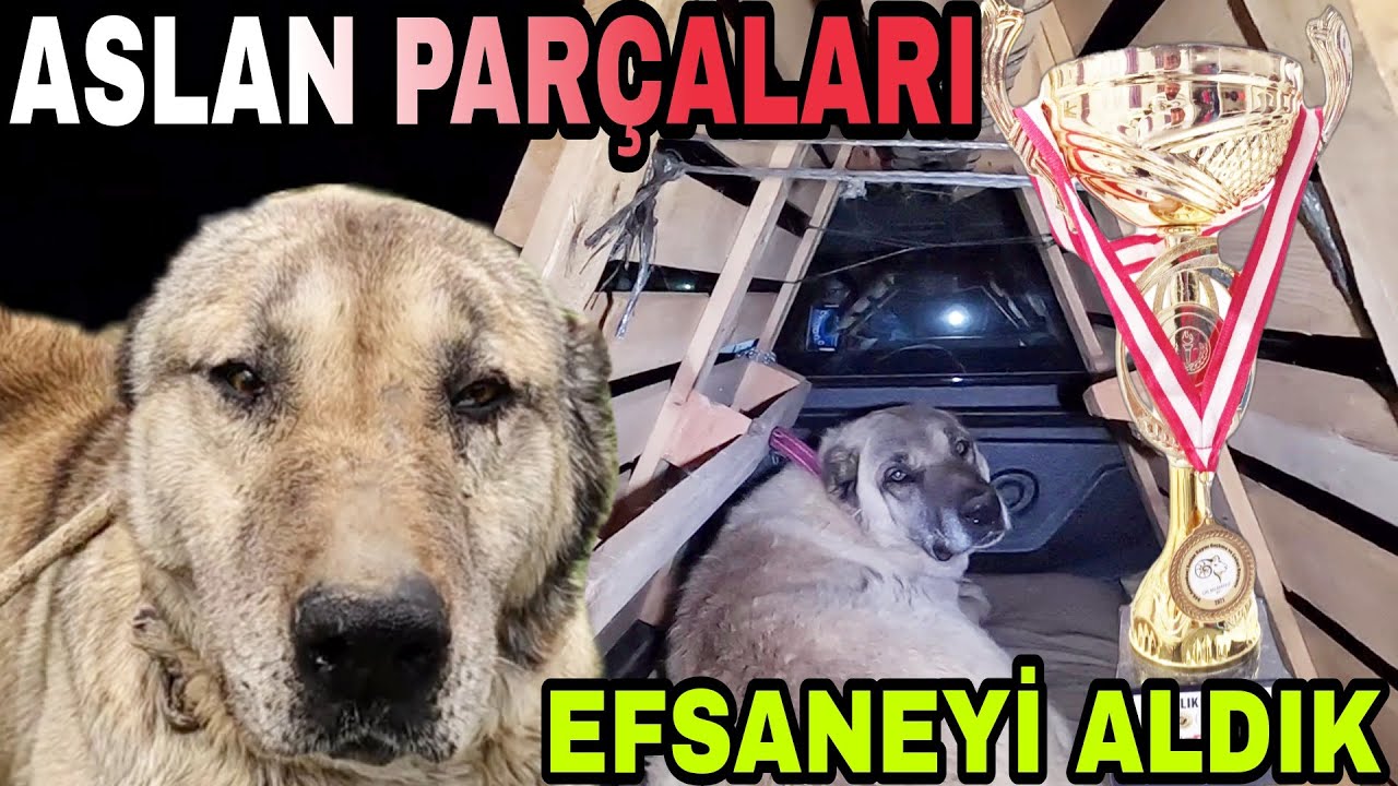 EFSANE KÖPEK PRENSESİ ALDIK~ONUN OLDUĞU MEKANA KURT GİREMEZ~SÜPER BİR GÜN DAHA