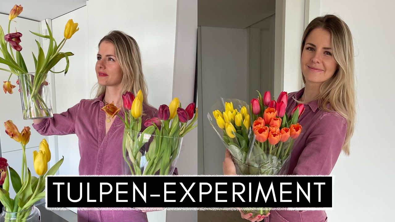 Experiment mit Tulpen - Mit welchem Trick halten Tulpen am längsten? Ich habe für euch getestet...