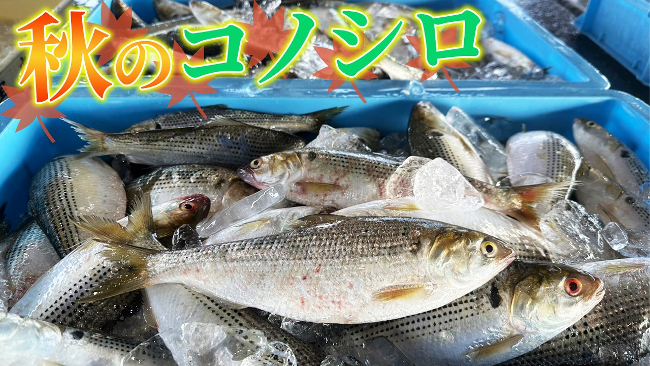 【春VS秋】脂が乗りまくった秋のコノシロを捌いて堪能したよ！！