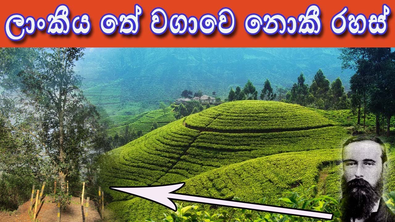 Loolkandura Tea Estate (Kondagala)