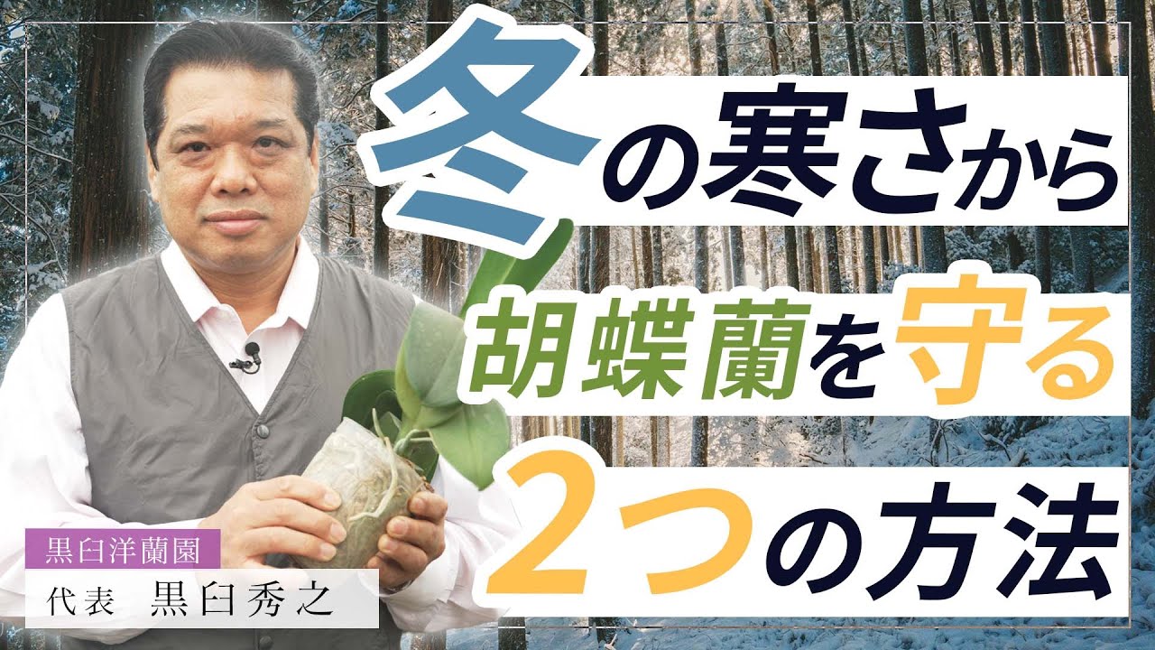 【胡蝶蘭】冬の寒さから胡蝶蘭を守る！２つの方法！