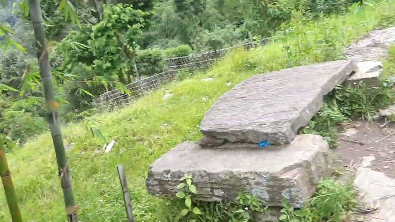 खोटाङको पाथेकामा 90% धान गोडि सकियो ।2082को।