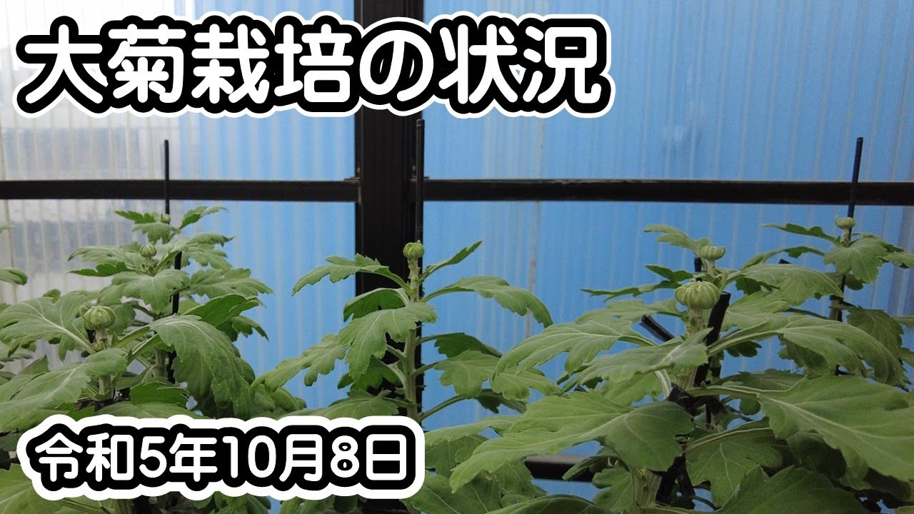 大菊栽培の状況（令和5年10月8日）
