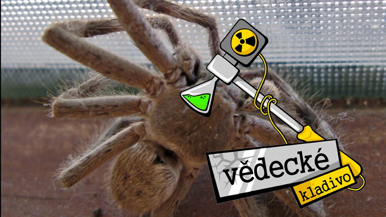 Proč pavouci po smrti stáhnou nohy? - Vědecké Kladivo