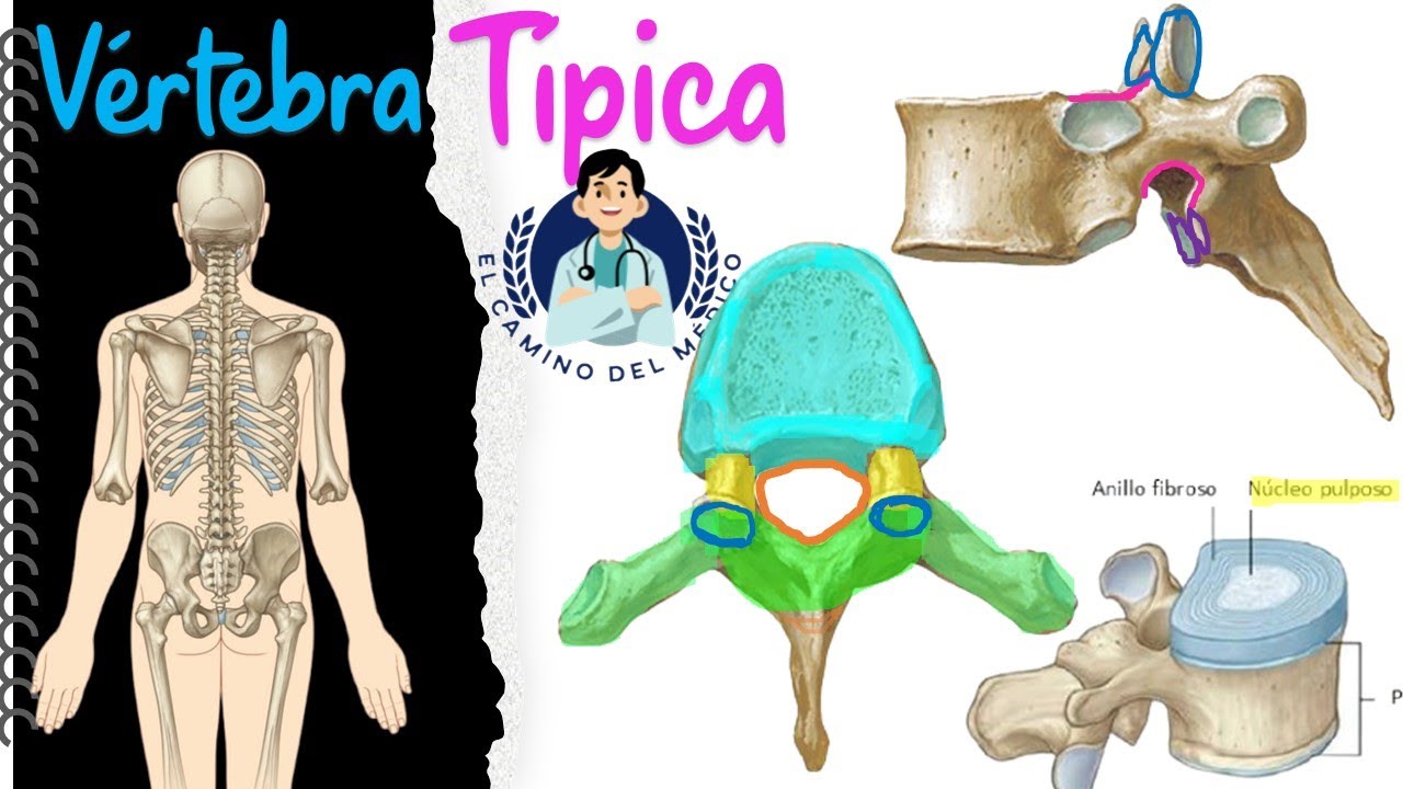 Partes de una v&eacute;rtebra t&iacute;pica - F&aacute;cil y did&aacute;ctico