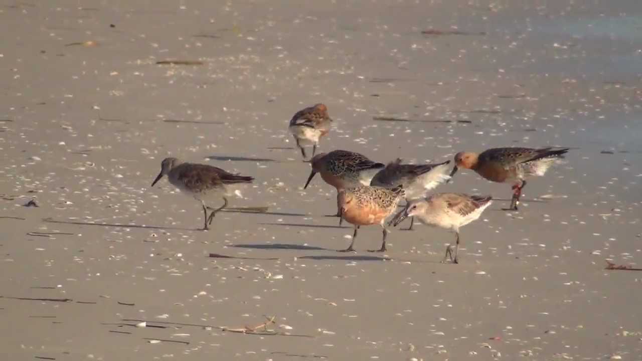 Red Knots & Ruddy Turnstone