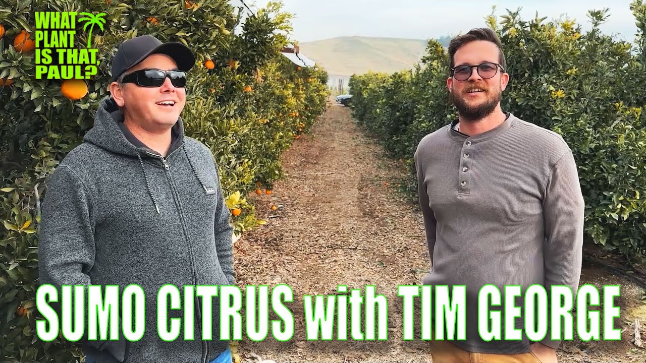 HOW DID THE SUMO CITRUS GET IT'S NAME ? / SUMO IS A BRAND / BUD WOOD