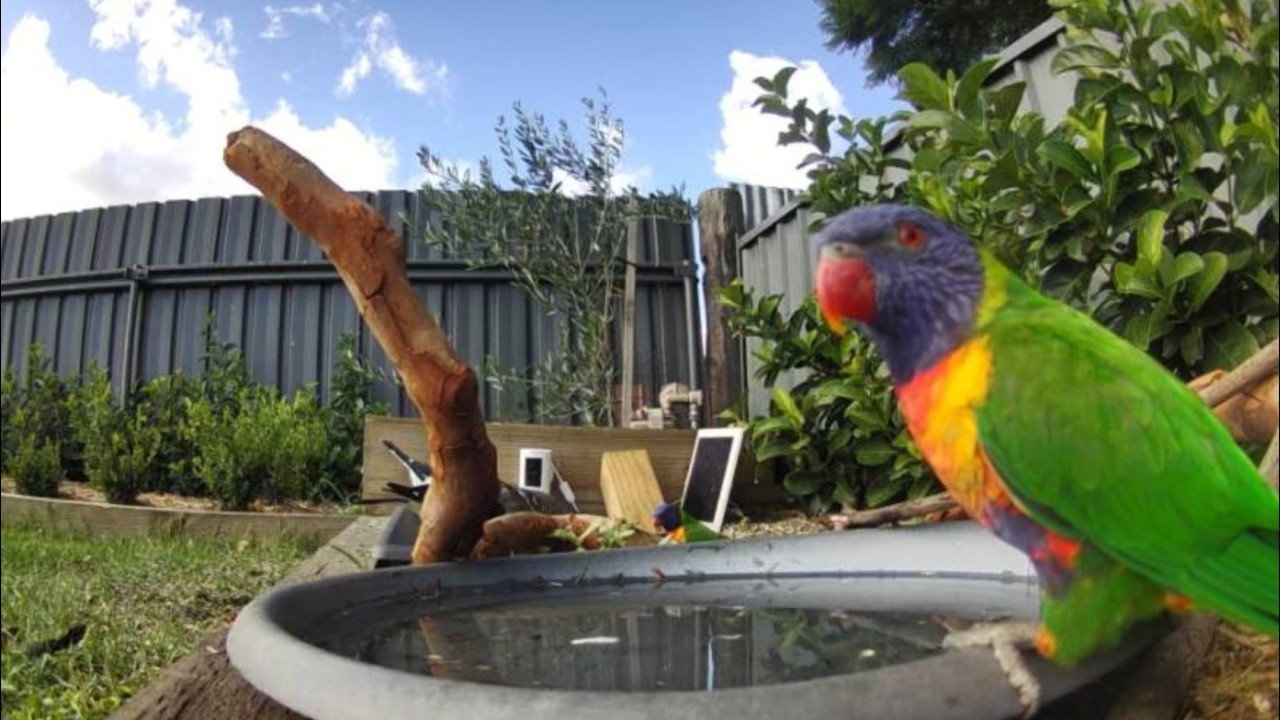 Australian Bird Bath Cam | 26/2/26 | magpie lark | galah | lorikeets | crazy  action | corellas
