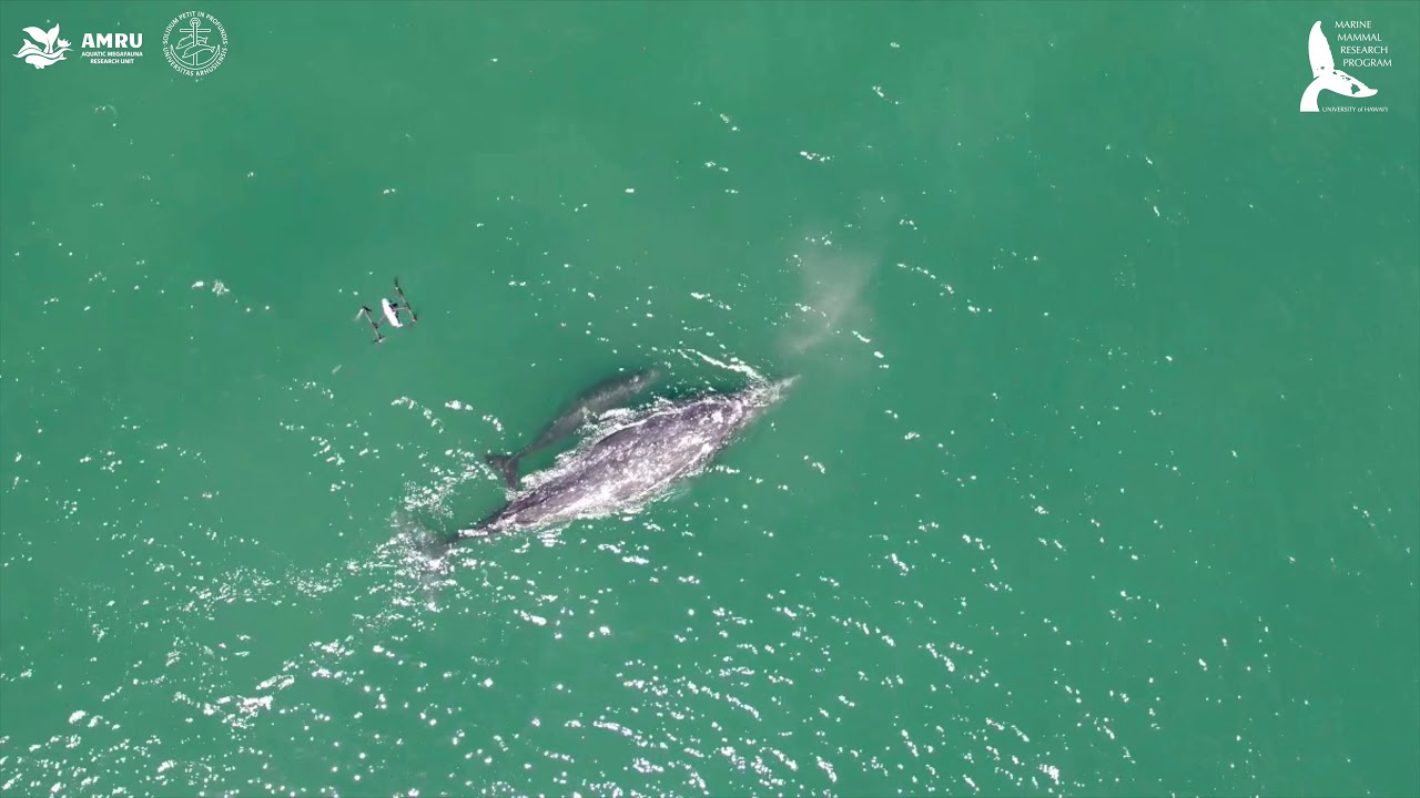 Conservation biology of gray whales on their breeding grounds