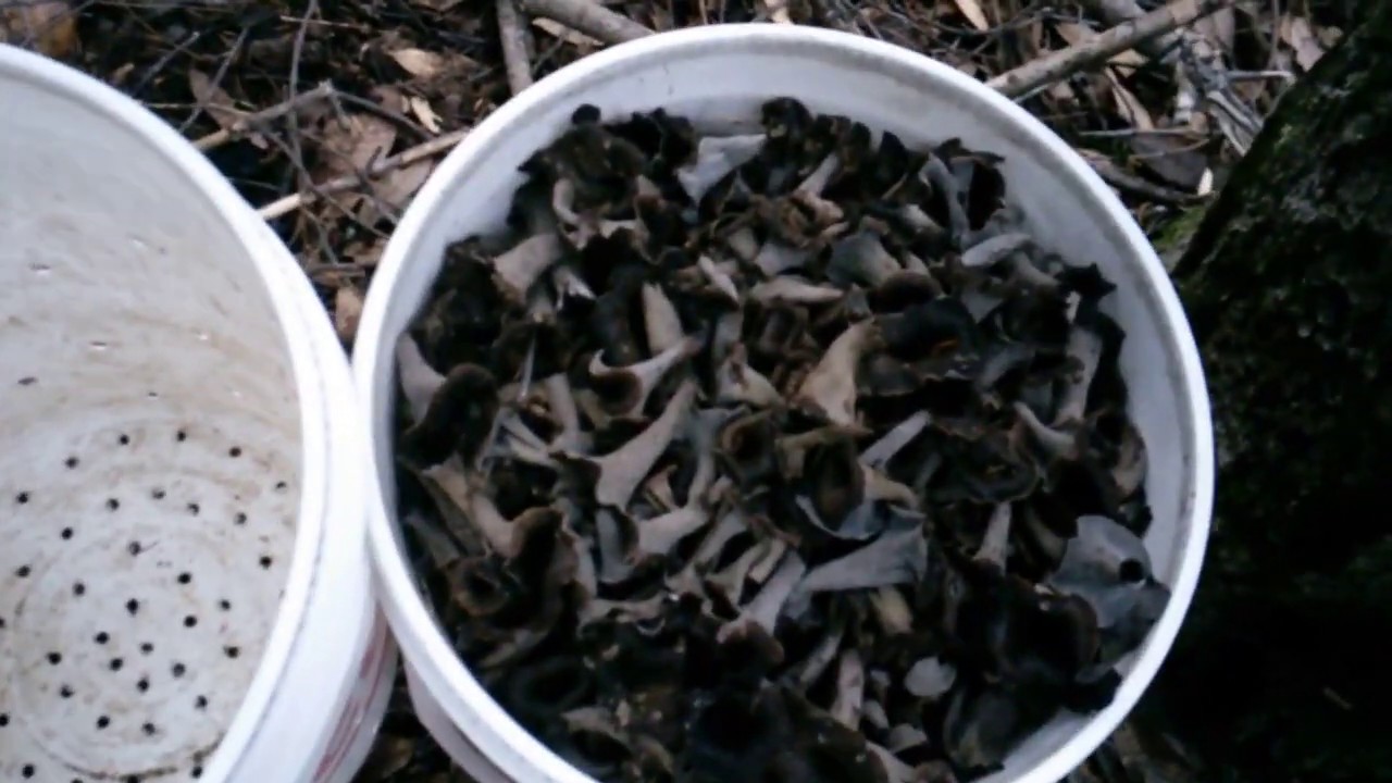 California Black Trumpet Picking