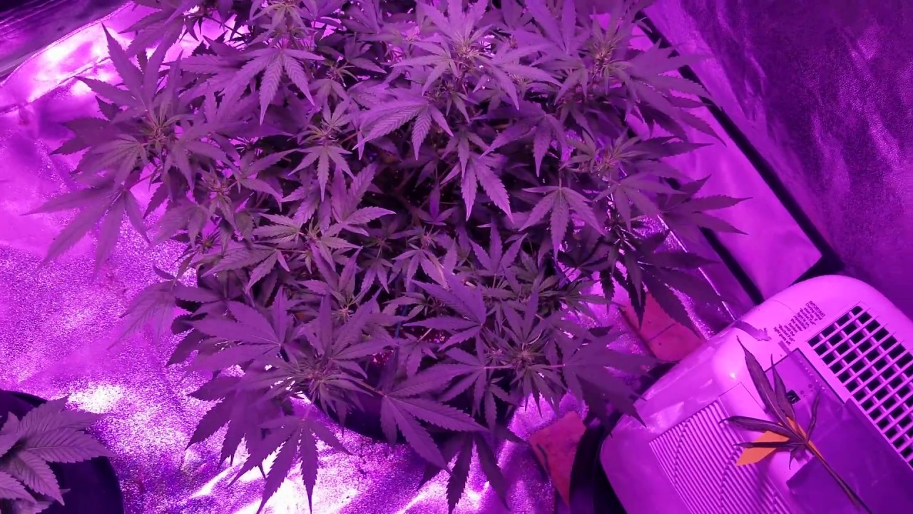 Grow Update || L.A cookies & Green Crack