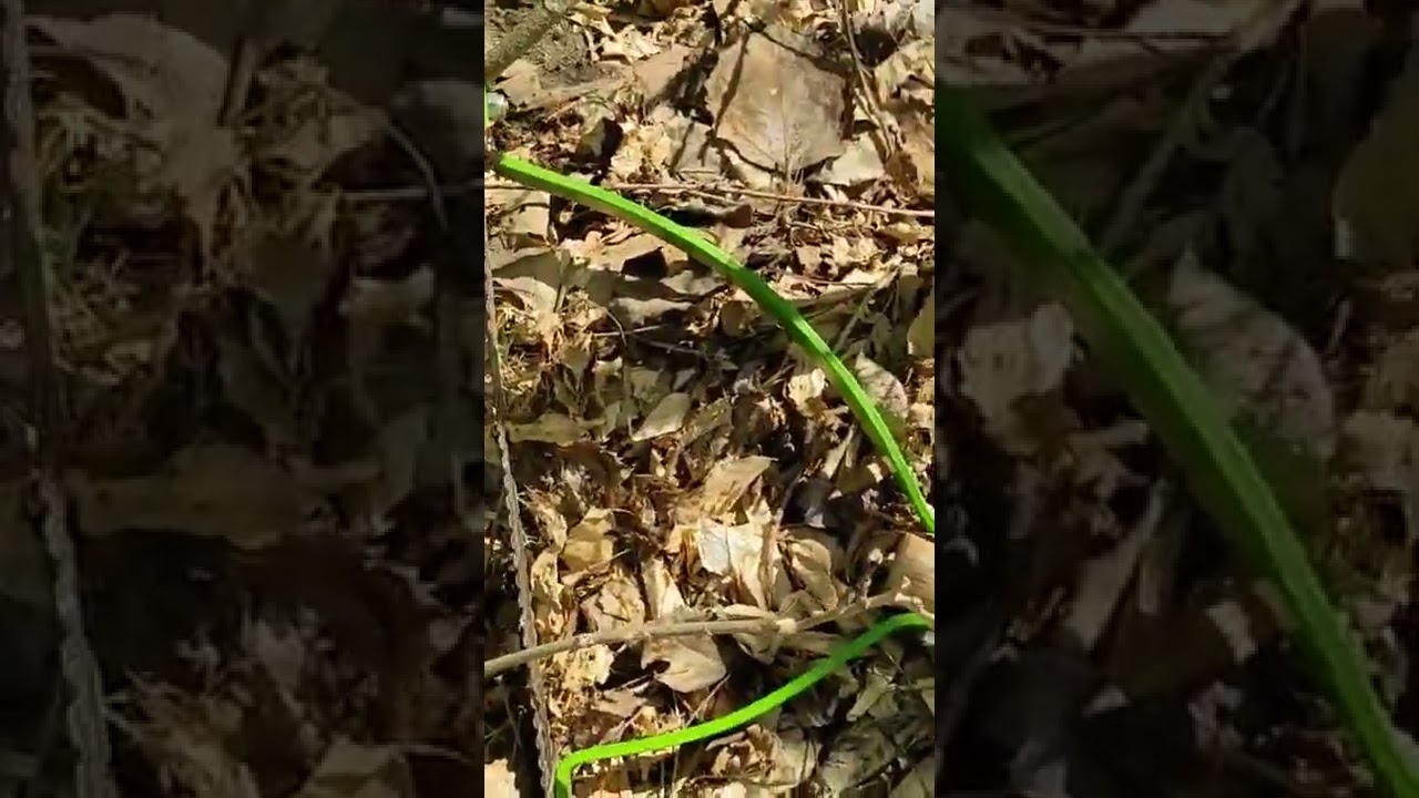 How to clear a grown in cellar hole for metal detecting! Bushwhacking an old homesite!