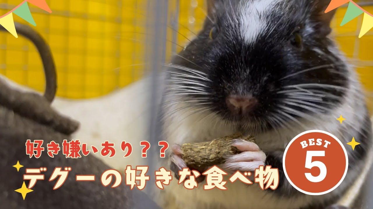 好き嫌いあり？デグーの好きなたべものベスト５#degu #デグー