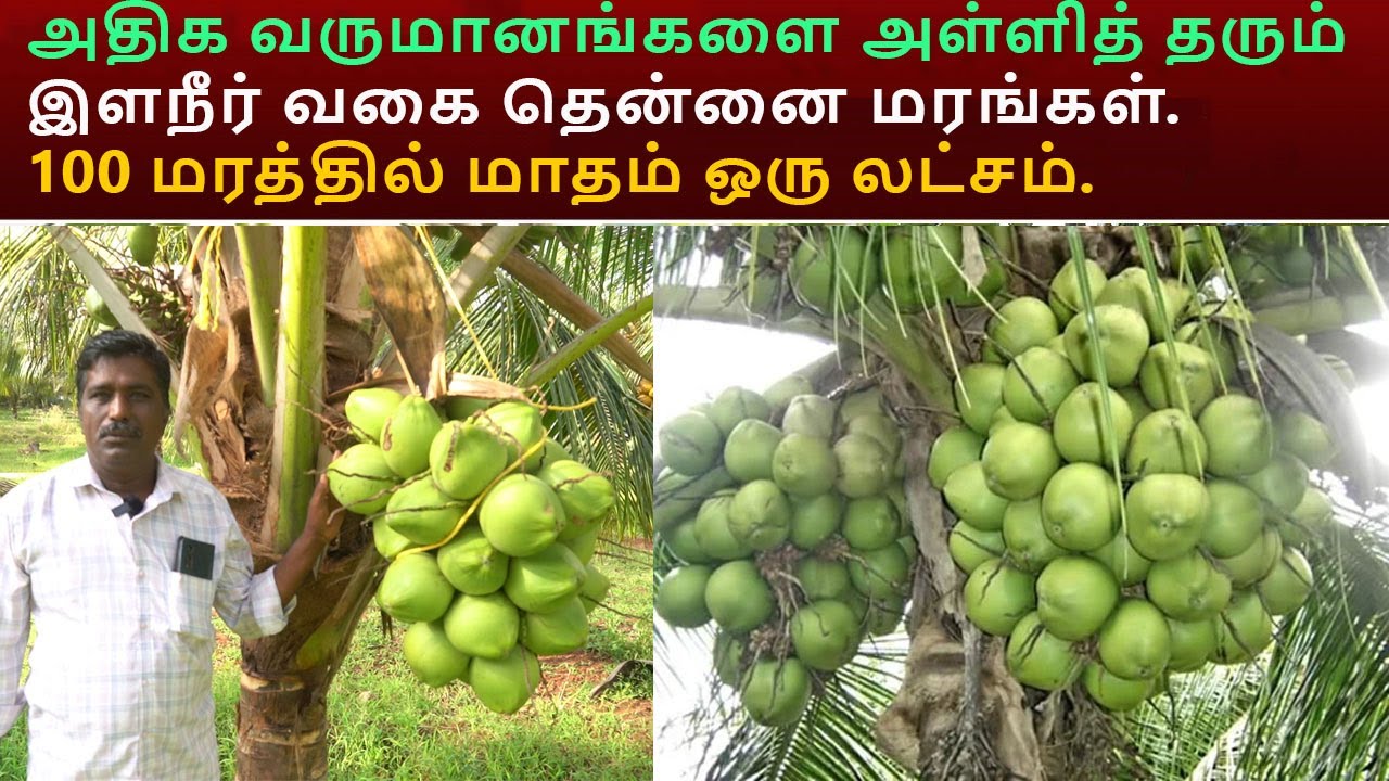 அதிக வருமானங்களை அள்ளித் தரும் இளநீர் வகை தென்னை மரங்கள். 100 மரத்தில் மாதம் ஒரு லட்சம். S1 Variety