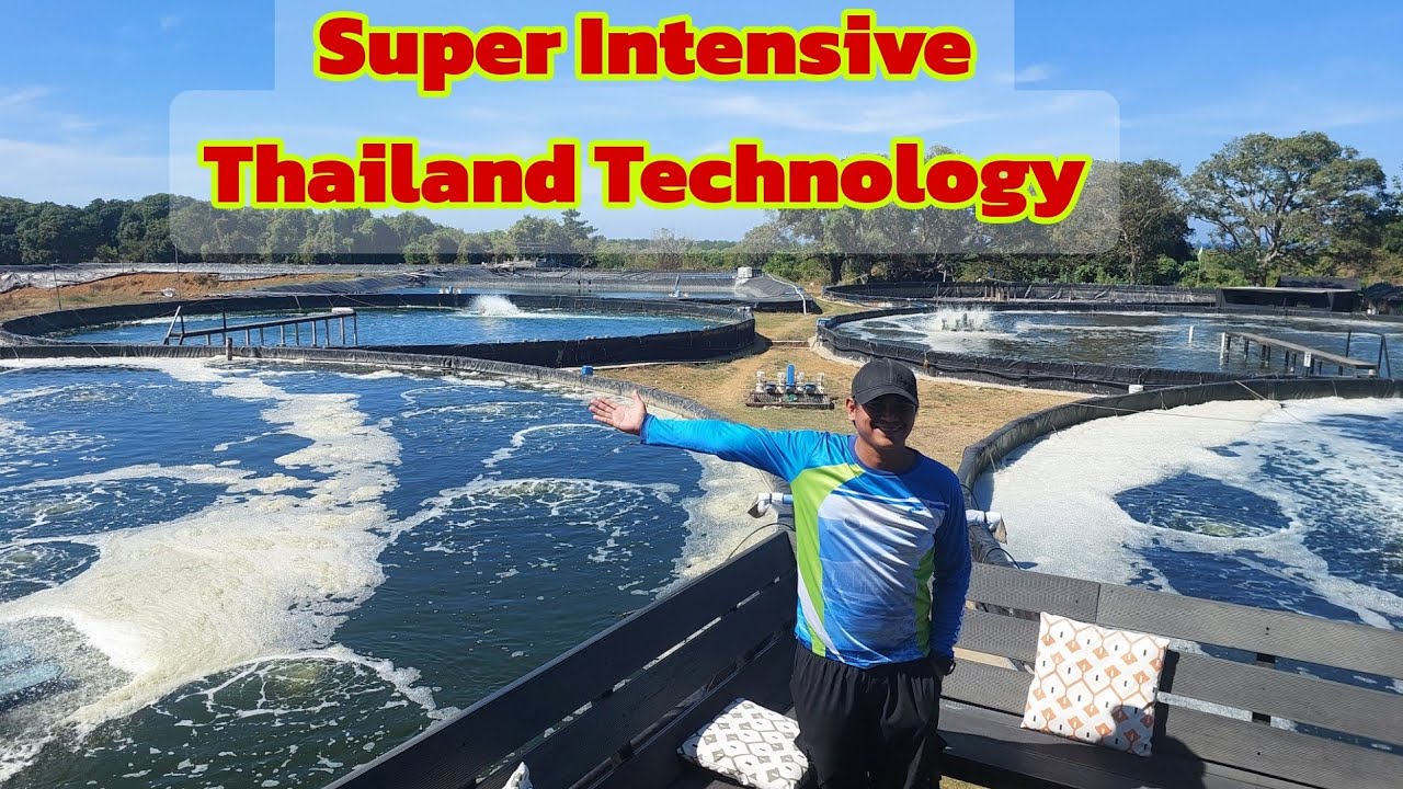 How to Culture Shrimp Using Modern and Nano Technology