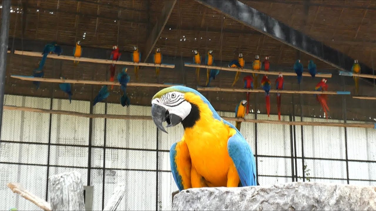Macaw Aviary in Safari World, Thailand