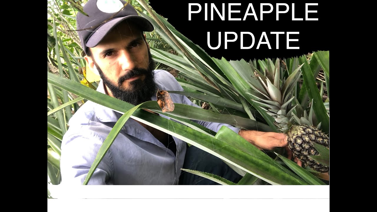 PINEAPPLE AGROFORESTRY 14 MONTHS update  | FOOD FOREST |