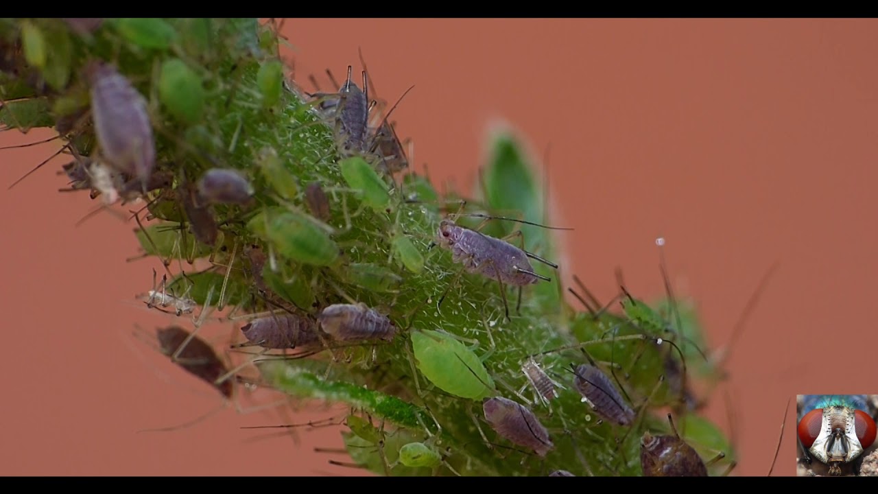 Aphids Timelapse - Speed 1000x - Macro Videography - Panasonic Lumix + Raynox DCR-250 - Macro Shots