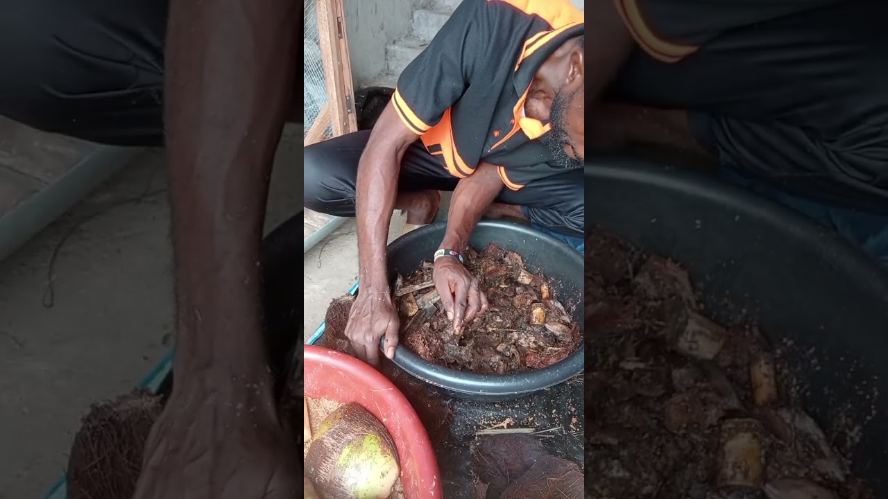 Transferring our wild palm weevil from old to a fresh breeding box after 10 days 