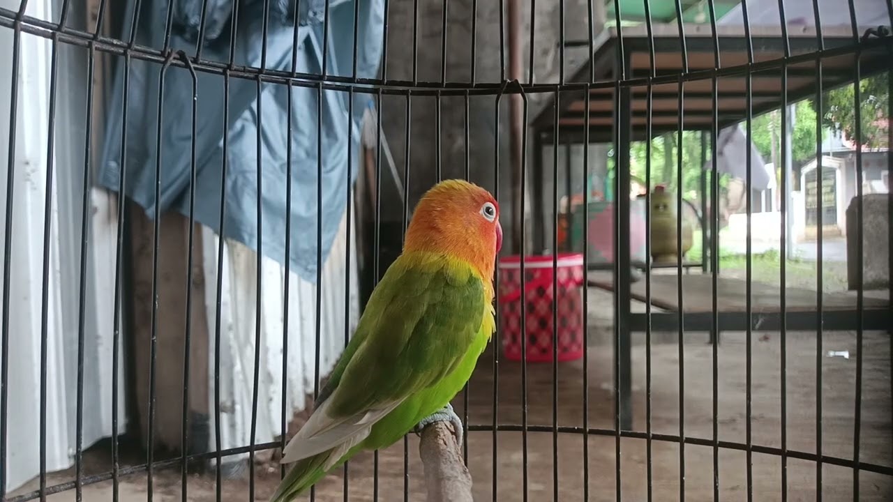 Pancingan lovebird malas bunyi dengan sekali putar langsung ikut keok keok crit