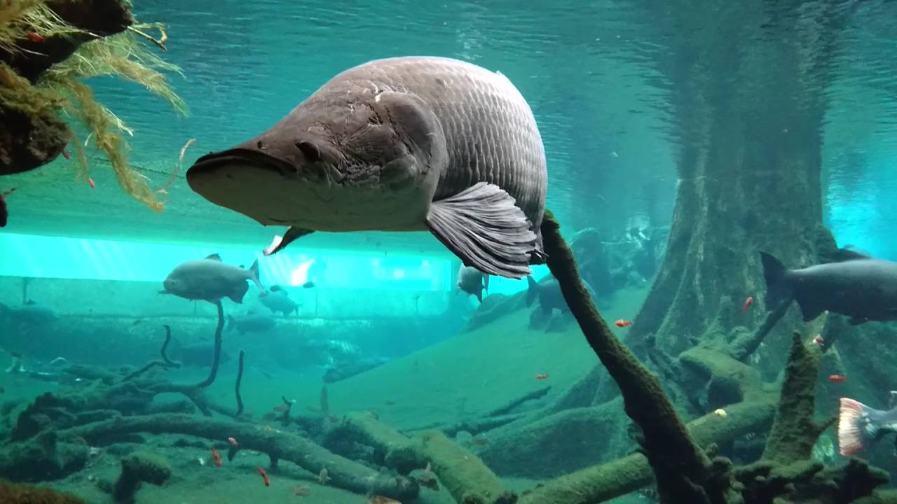 Barcelona CosmoCaixa - Amazon aquarium PART 1
