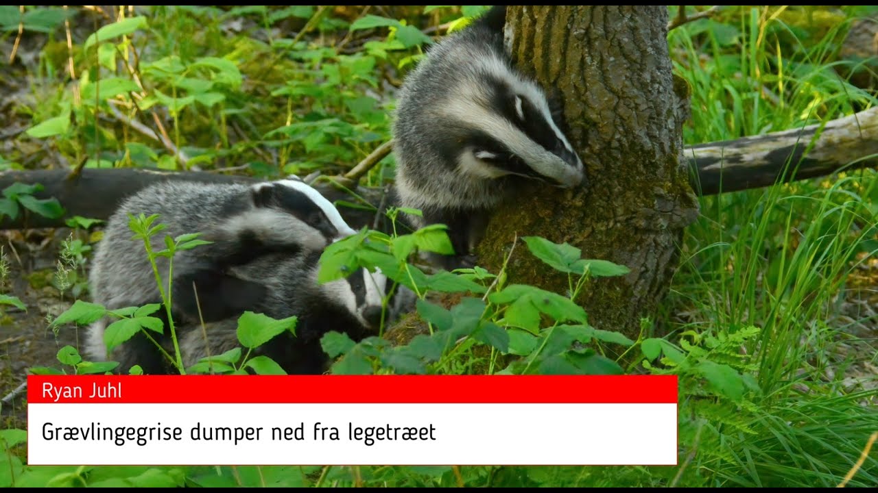 Grævlingegrise dumper ned fra legetræet / Badger pigs dumps down from the play tree