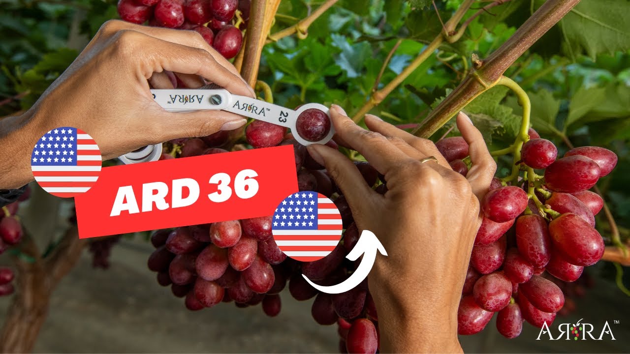 ARD 36 presented by Andre Vermaak