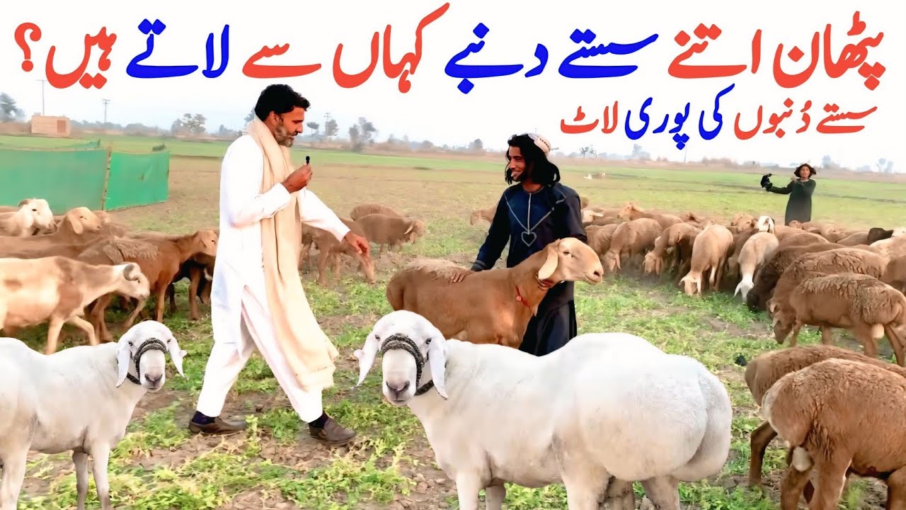 چھوٹے بڑے ترکی دنبوں کے ریٹس | پٹھان اتنے سستے دنبے کہاں سے خریدتے ہیں؟