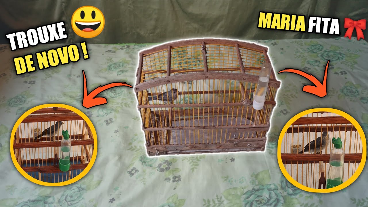 ADQUIRI OUTRA MARIA FITA PARA O CANAL ! *Tico Tico rei cinza*