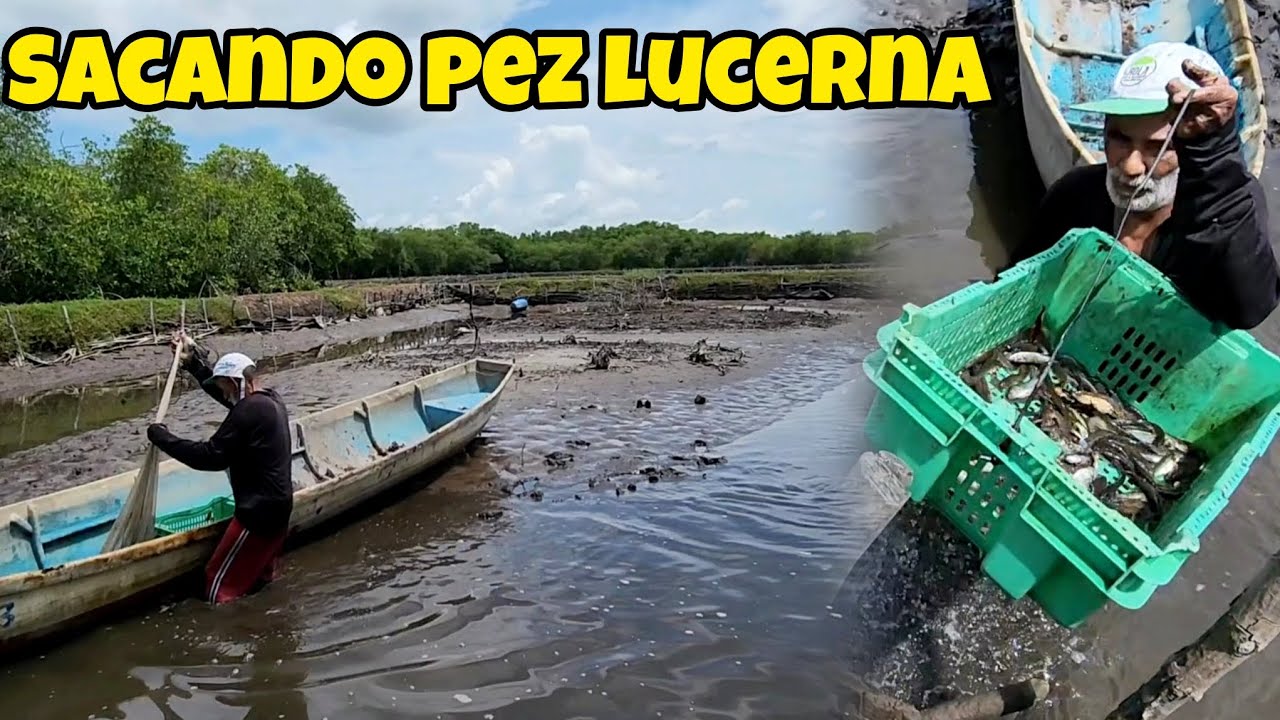 🚨nos regalan muchos pescados y camarones.. en PUERTO PARADA USULUTAN!