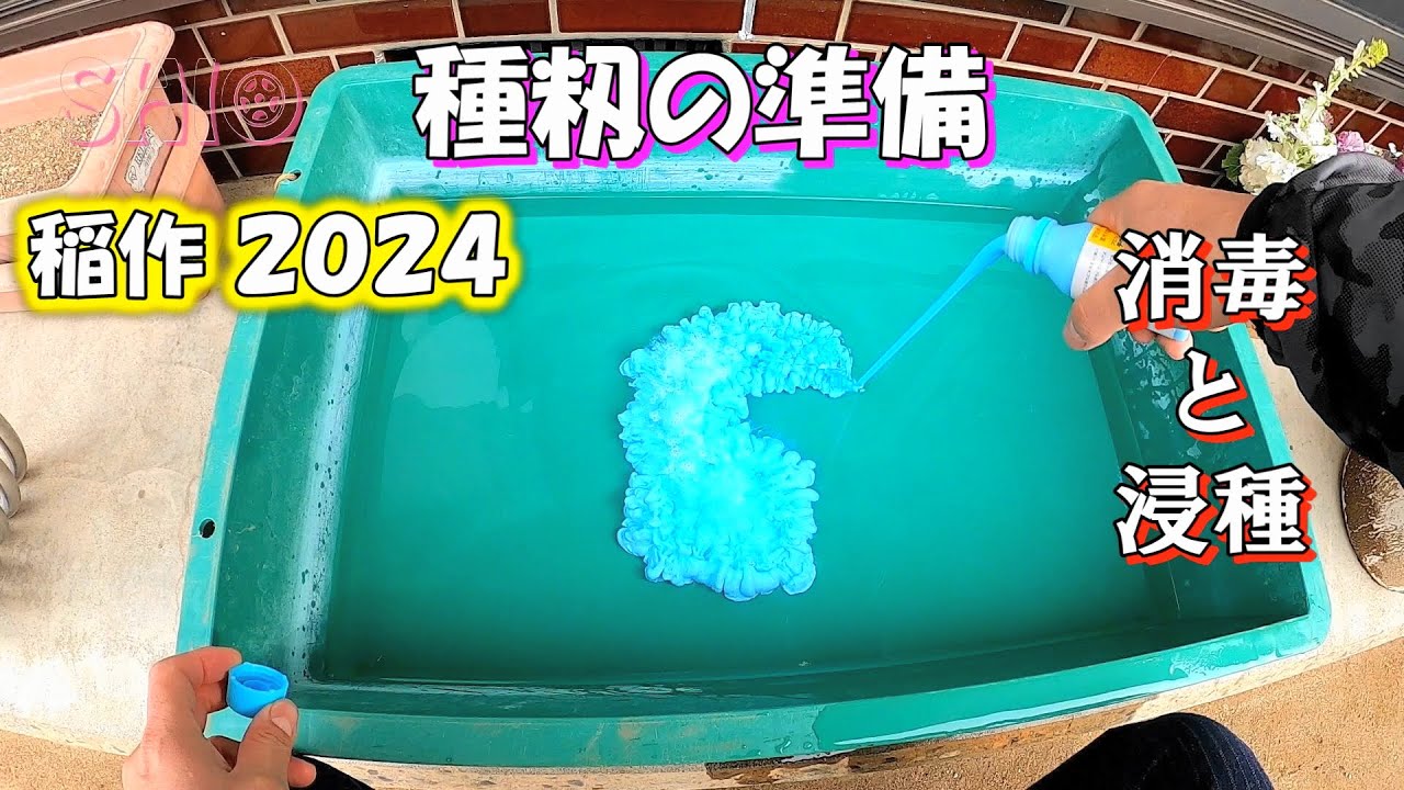 【Japanese rice cultivation】種籾の準備　बीज चावल का कीटाणुशोधन और भिगोना