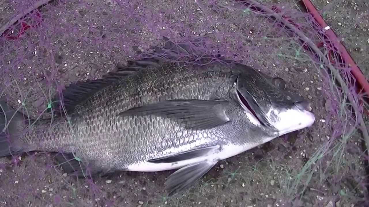 チヌ落とし込み　michi（目印が走る！引き込む！止まる！①）
