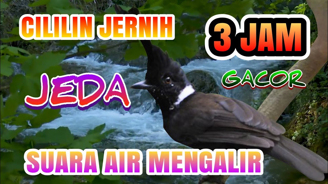 Masteran Burung Cililin Gacor Jeda Jernih durasi panjang 3 jam dan suara gemericik air mengalir