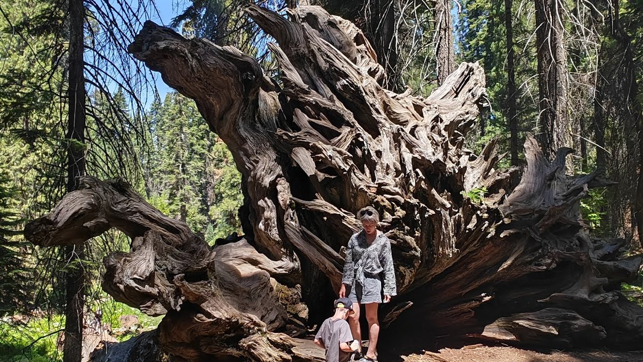 Секвойя Парк, Калифорния. Обзор и прогулка по Национальному Парку. Sequoia National Park, California