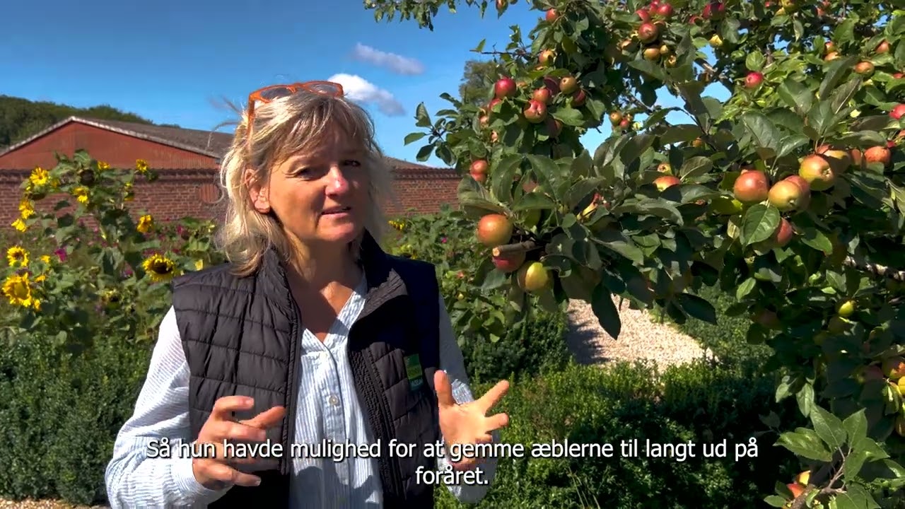 Bettina Buhl fortæller om æblehaven