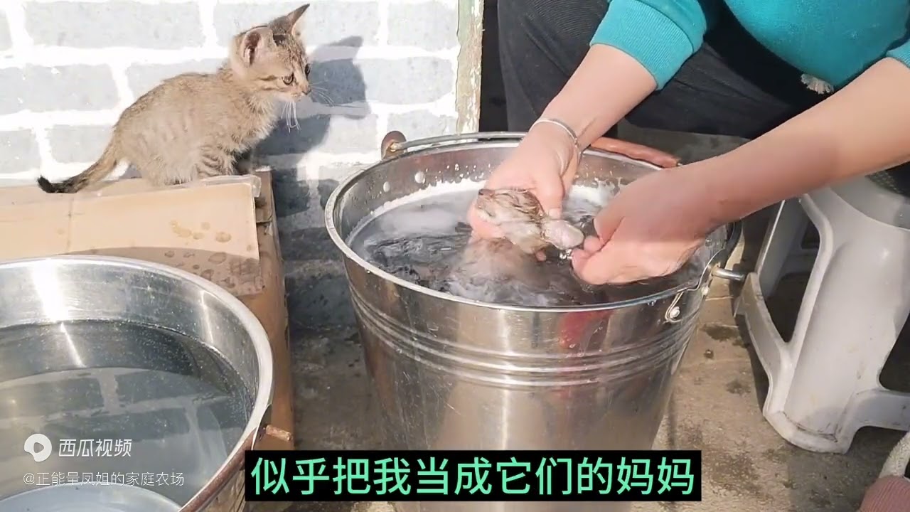 刚满一个月就没有妈妈的小猫咪，现在把我当成了它们的妈妈