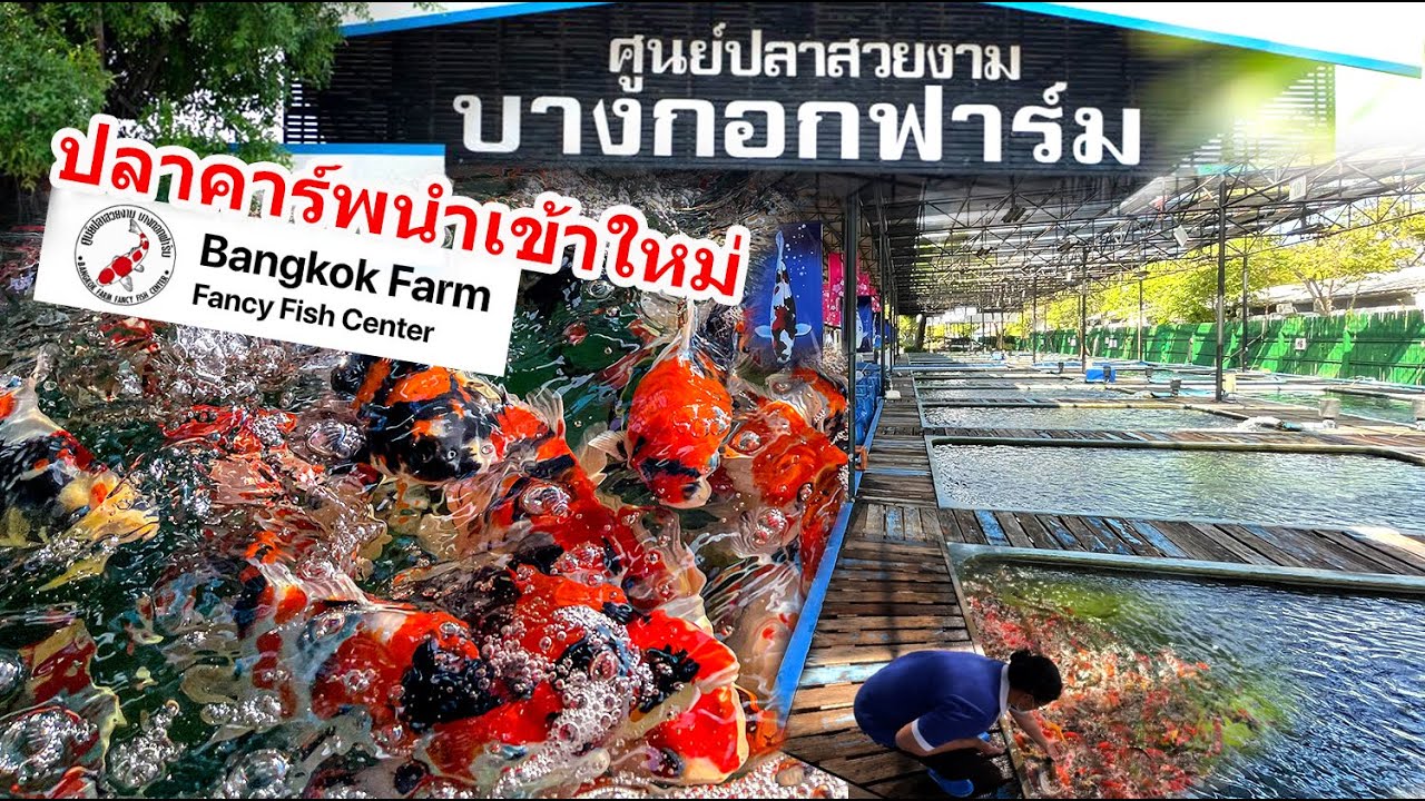 บางกอกฟาร์ม มีปลาคาร์พนำเข้าใหม่ 57 สายพันธุ์ หลาย 1,000 ตัว