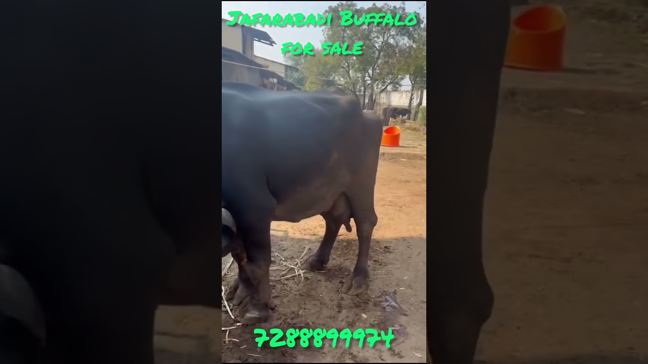 Jafarabadi Buffalo for Sale in Hyderabad | Salman Dairy Farm | Call 7288899974