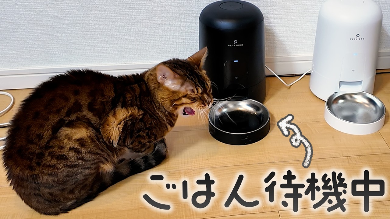 ずっとご飯を待つ猫