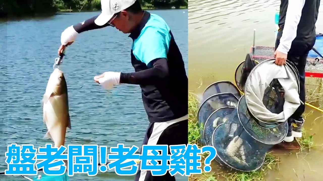小沖水庫盤老闆，卻遭遇小羅非鬧窩，1000多元的魚換隻老母雞？ #天元鄧剛